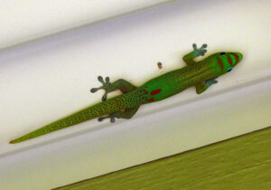 Gecko im Pavillion