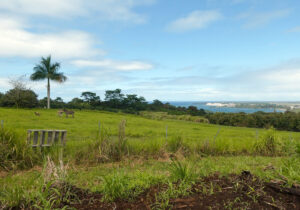 Blick auf Hilo und die Pride of America