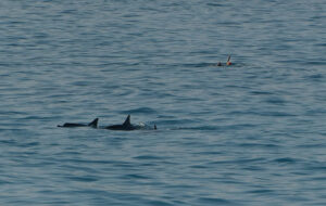 Hawaiian Spinner Dolphins