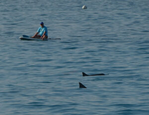 Hawaiian Spinner Dolphins