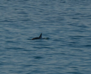 Hawaiian Spinner Dolphins