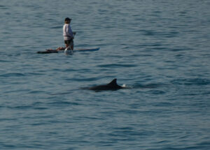 Hawaiian Spinner Dolphins