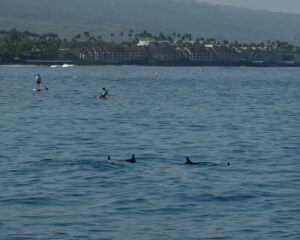 Hawaiian Spinner Dolphins