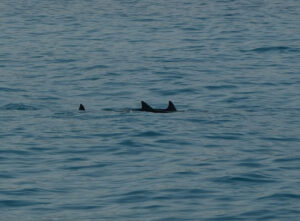 Hawaiian Spinner Dolphins