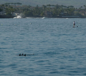 Hawaiian Spinner Dolphins