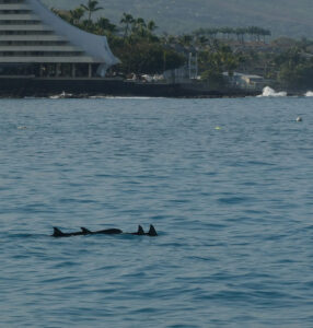 Hawaiian Spinner Dolphins