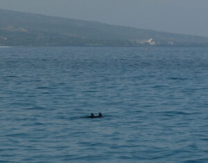 Hawaiian Spinner Dolphins