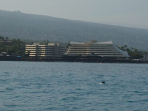 Hawaiian Spinner Dolphins