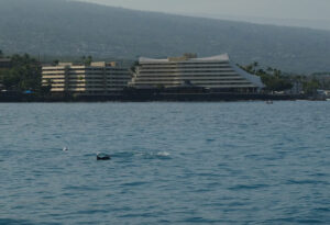 Hawaiian Spinner Dolphins