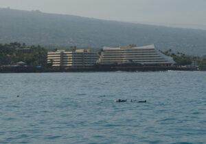 Hawaiian Spinner Dolphins