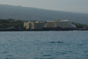 Hawaiian Spinner Dolphins