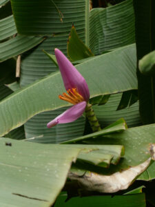 Bananenblüte