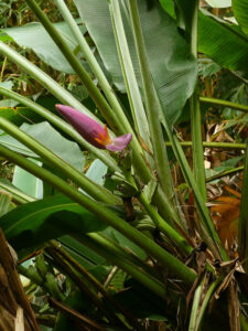 Bananenblüte