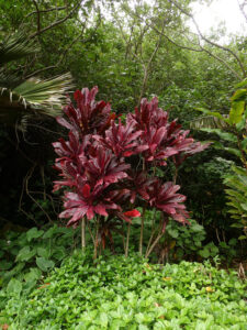 Flora
