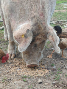 Hoftiere