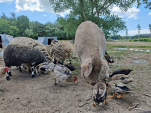 Hoftiere