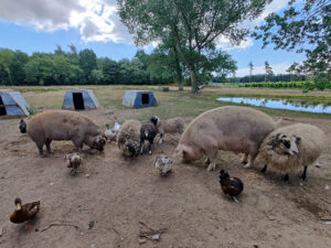 Hoftiere