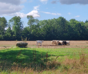 Hallegaard Farm