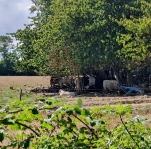 Hallegaard Farm