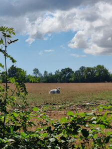 Hallegaard Farm