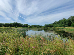 Teich