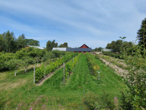 Weinreben
