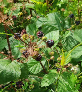wilde Beeren