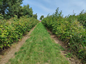 Himbeeren