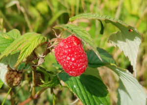 Himbeeren