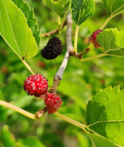Maulbeeren