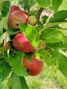 Äpfel