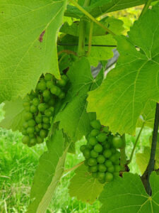 Weinreben