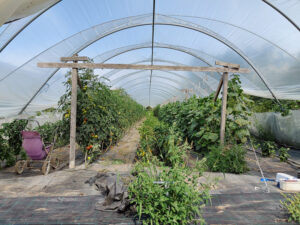 Tomaten, Chilis, Gurken
