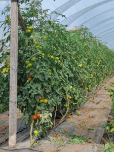Tomaten