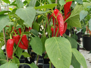 Chilis im Gewächshaus