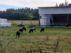 Ansarve Farm