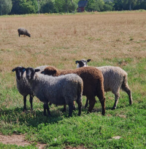 Ansarve Farm