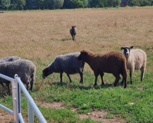Ansarve Farm