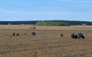 Ansarve Farm