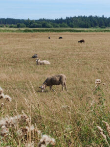 Ansarve Farm