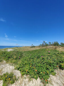 Aussicht von der Düne