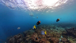 Schnorcheln vor Champion Islet - Foto: Franz Neumeier