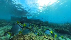 Schnorcheln vor Champion Islet - Foto: Franz Neumeier