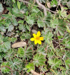 Flora