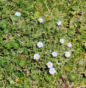 Flora