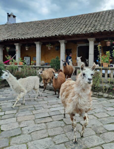 Lamas füttern