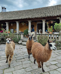Lamas füttern