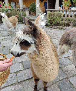 Lamas füttern