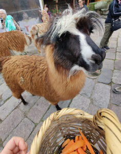 Lamas füttern