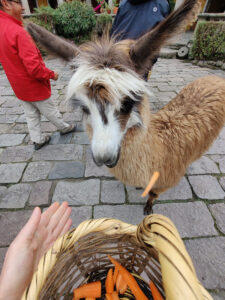 Lamas füttern